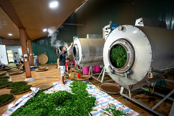 Tea Drying Machine Shutterstock 1836876676 600x600